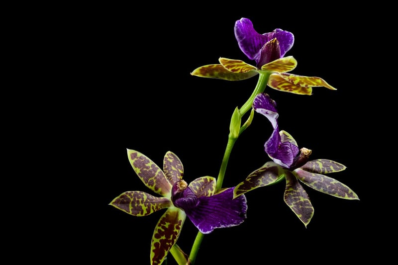 Exotic Orchid